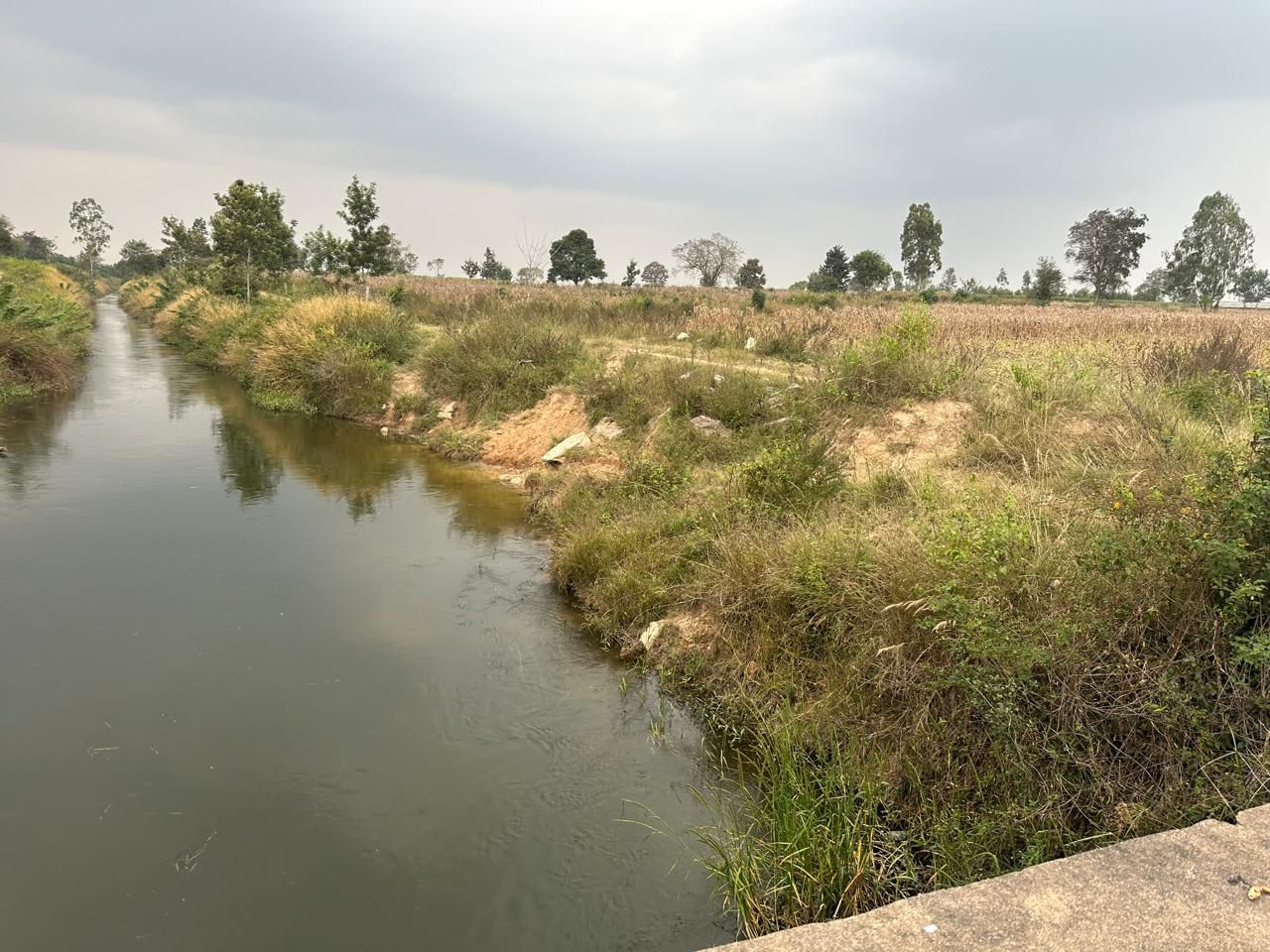 2 Acre channels water attached agri  Land for Sale – Belur (Towards Alur)